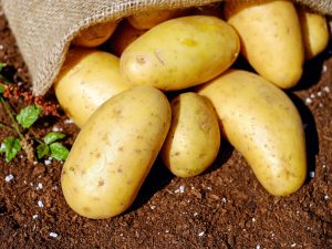 batatas na terra