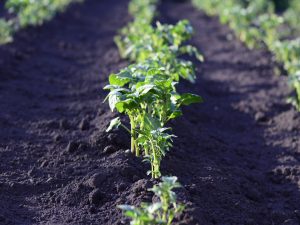 plantação de batatas